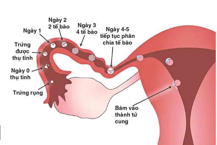 Dấu hiệu nhận biết thời điểm rụng trứng